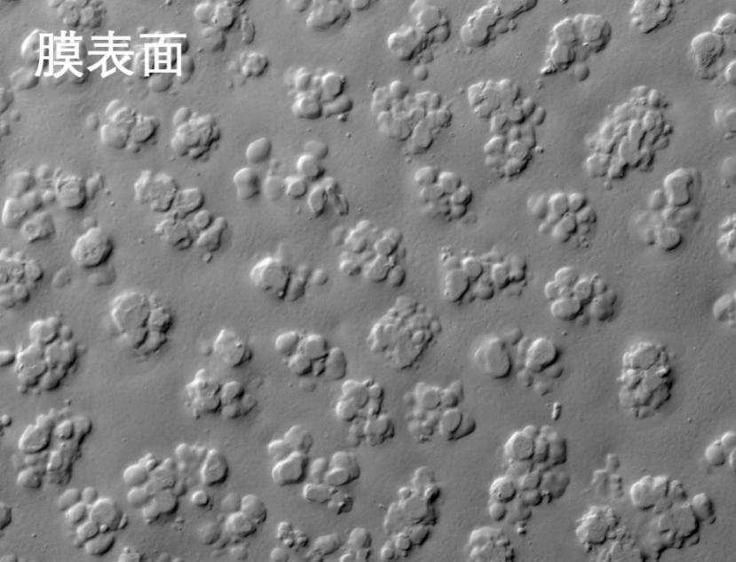 腾博会官网烧结管式膜电镜照片